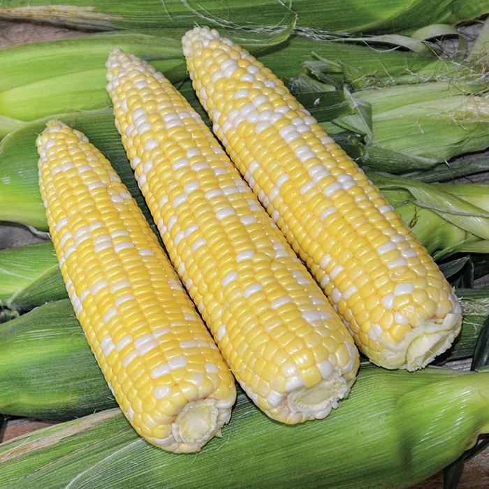 Ambrosia Bicolor Hybrid Sweet Corn 1 Ambrosia Bicolor Hybrid Sweet Corn