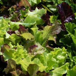 Jung's Sweet Repeat Leaf Lettuce Blend