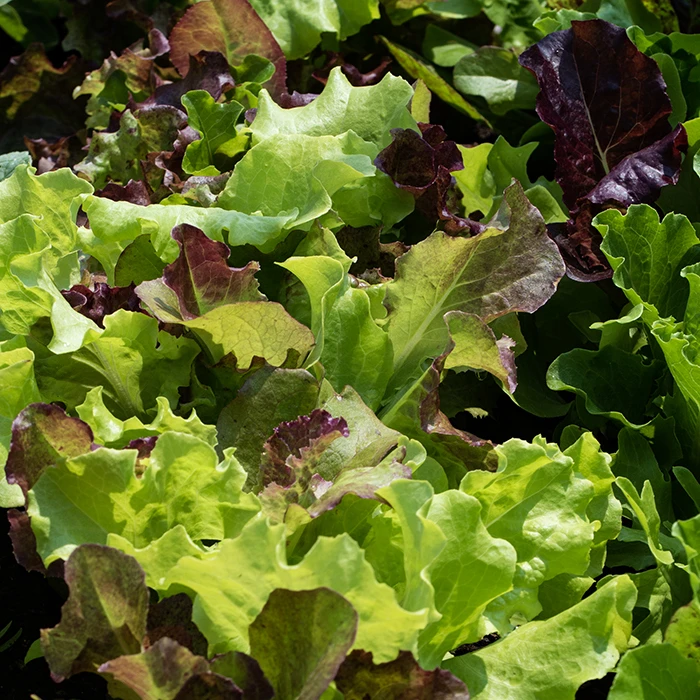 Jung's Sweet Repeat Leaf Lettuce Blend 1 Jung's Sweet Repeat Leaf Lettuce Blend