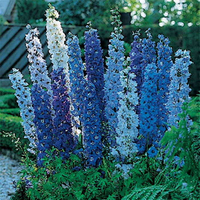 Blue Fountains Delphinium 1 Blue Fountains Delphinium