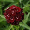 Sweet&trade; Black Cherry Dianthus