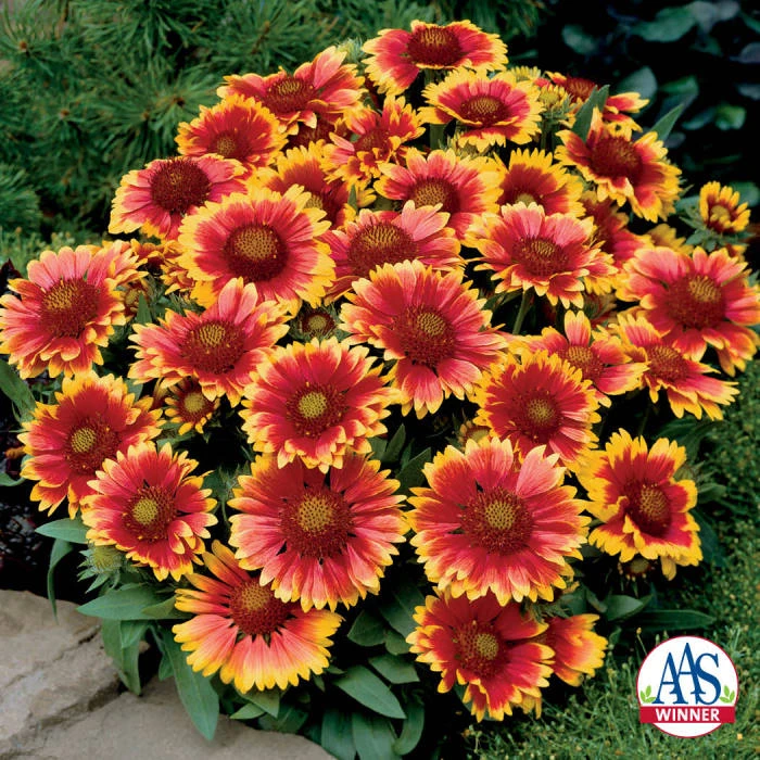 Arizona Sun Gaillardia 1 Arizona Sun Gaillardia