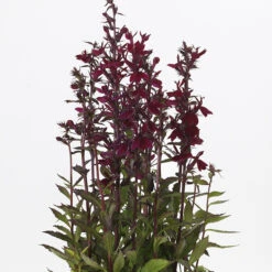 Starship™ Burgundy Hybrid Lobelia