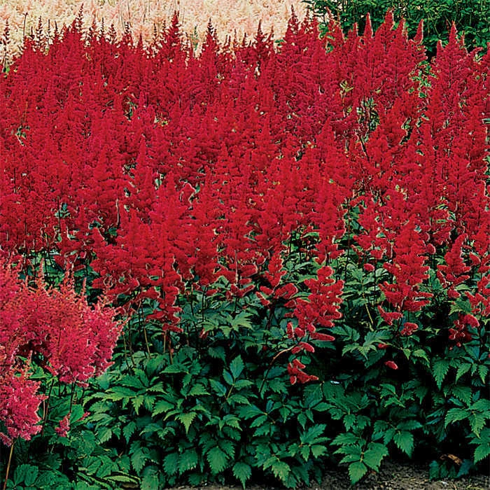 Montgomery Astilbe 1 Montgomery Astilbe