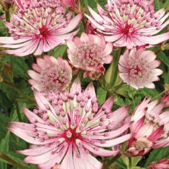 Sparkling Stars Pink® Astrantia