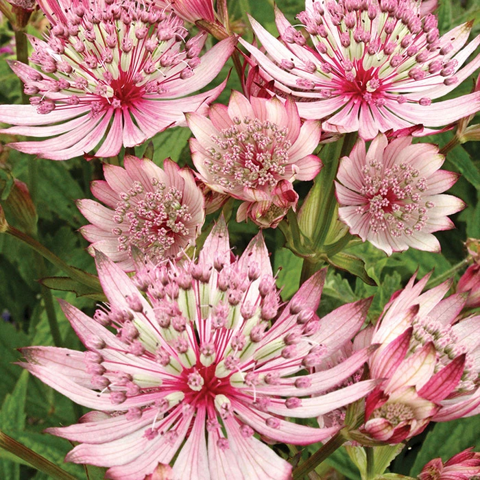 Sparkling Stars Pink® Astrantia 1 Sparkling Stars Pink® Astrantia