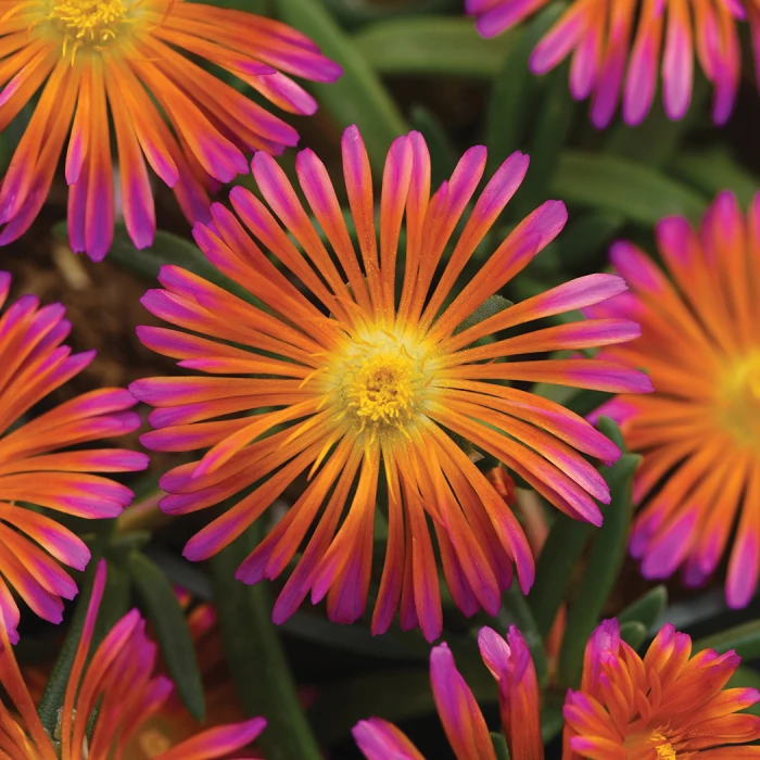 Ocean Sunset™ Orange Glow Ice Plant 1 Ocean Sunset™ Orange Glow Ice Plant