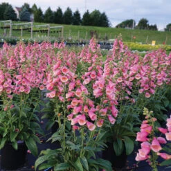 Arctic Fox Rose Foxglove
