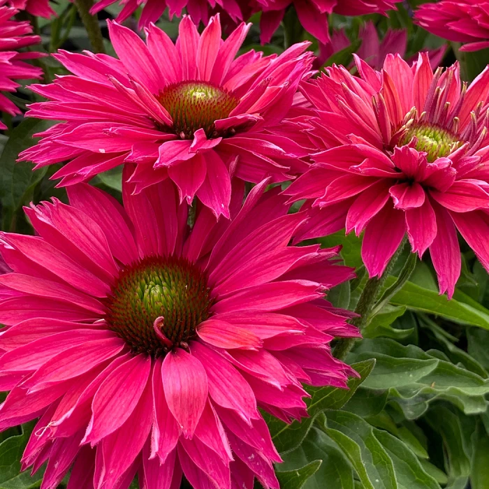 SunSeekers Sweet Fuchsia Echinacea 1 SunSeekers Sweet Fuchsia Echinacea