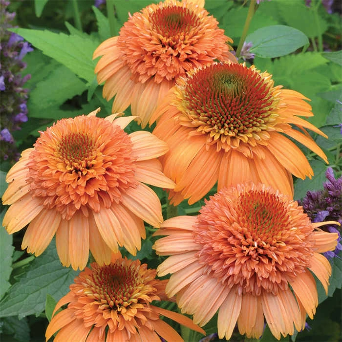 Supreme Cantaloupe Echinacea 1 Supreme Cantaloupe Echinacea