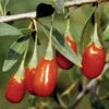 Crimson Star™ Goji Berry