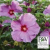 Summerific® Lilac Crush Hibiscus