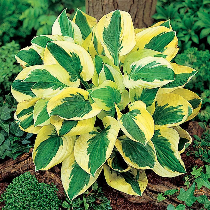 Brim Cup Hosta 1 Brim Cup Hosta