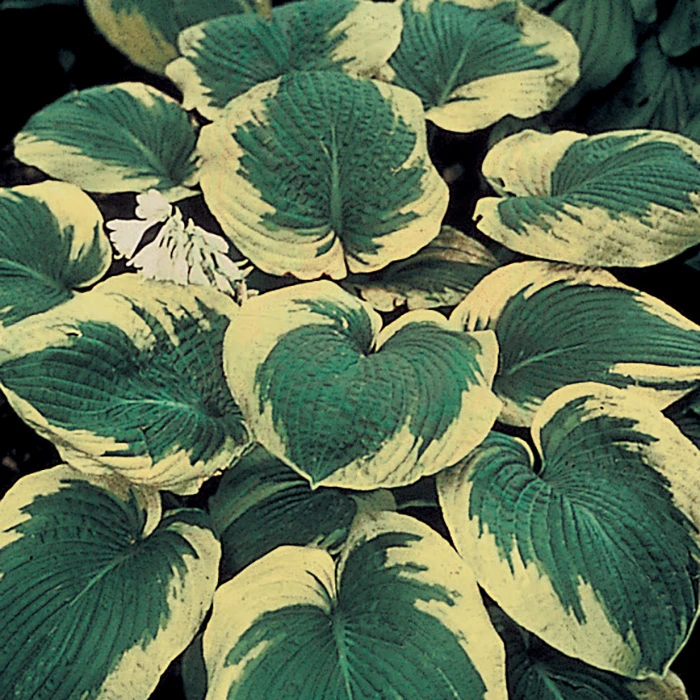 Frances Williams Hosta 1 Frances Williams Hosta