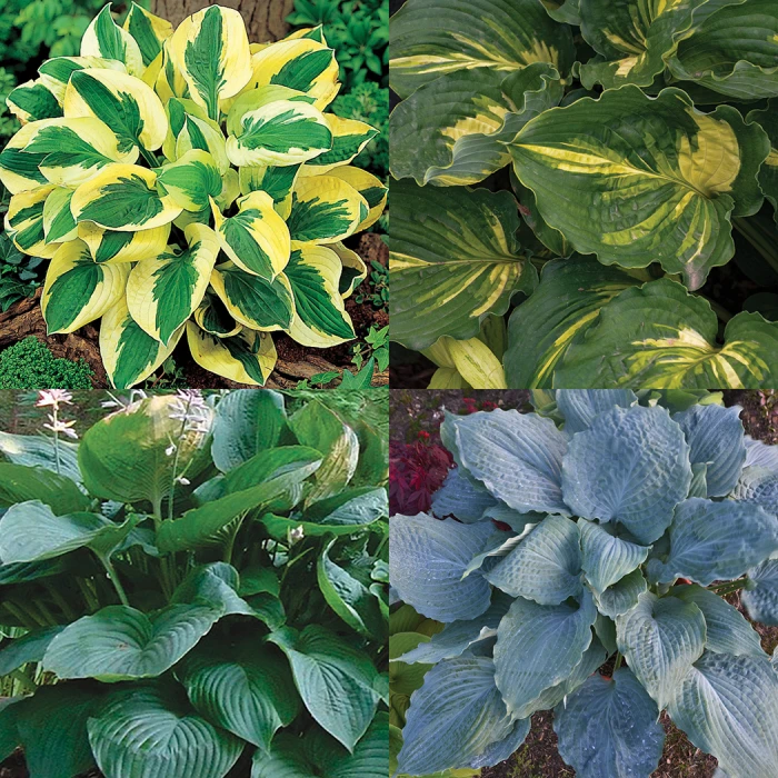 Hosta Favorites Collection 1 Hosta Favorites Collection