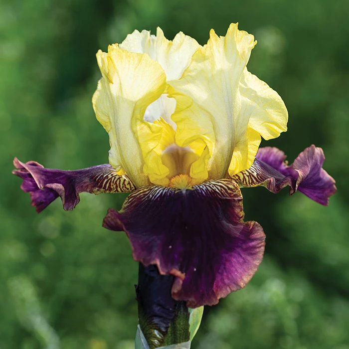 Blatant Reblooming Bearded Iris 1 Blatant Reblooming Bearded Iris