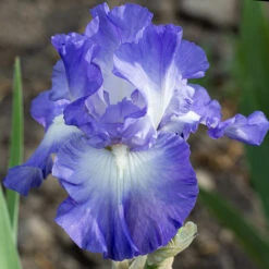 City Lights Reblooming Bearded Iris