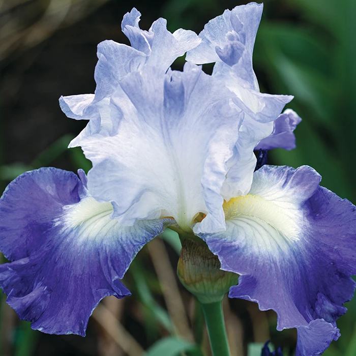Clarence Reblooming Bearded Iris 1 Clarence Reblooming Bearded Iris