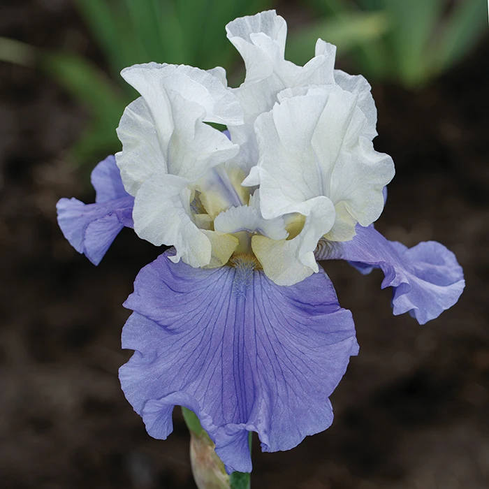 Stairway To Heaven Bearded Iris 1 Stairway To Heaven Bearded Iris