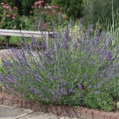 Phenomenal™ Lavender