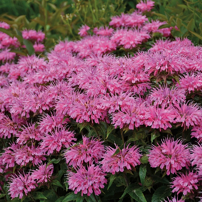 Bubblegum Blast Monarda 1 Bubblegum Blast Monarda