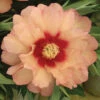 Callie's Memory Peony