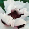 Snow Goose Oriental Poppy