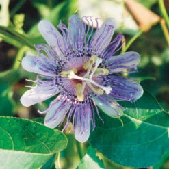 Maypop Passionflower Vine