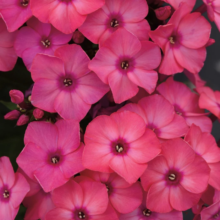 Super Ka-Pow Coral Phlox 1 Super Ka-Pow Coral Phlox