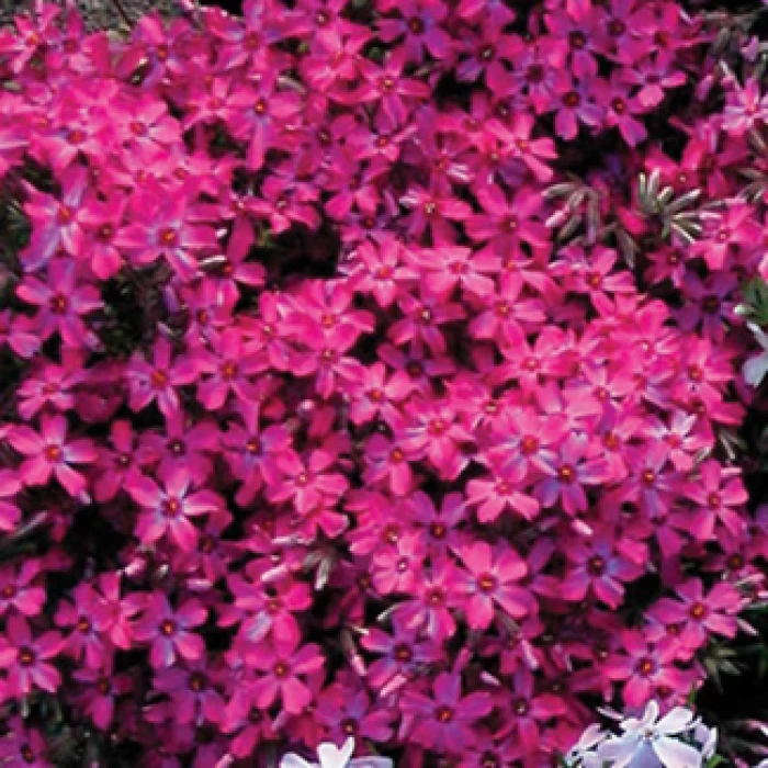 Wine Red Creeping Phlox 1 Wine Red Creeping Phlox