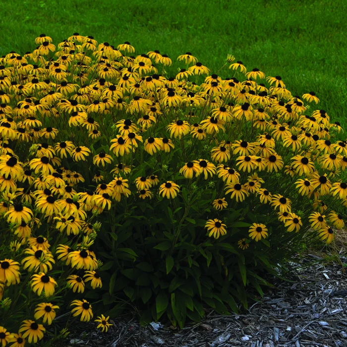 American Gold Rush Rudbeckia 1 American Gold Rush Rudbeckia