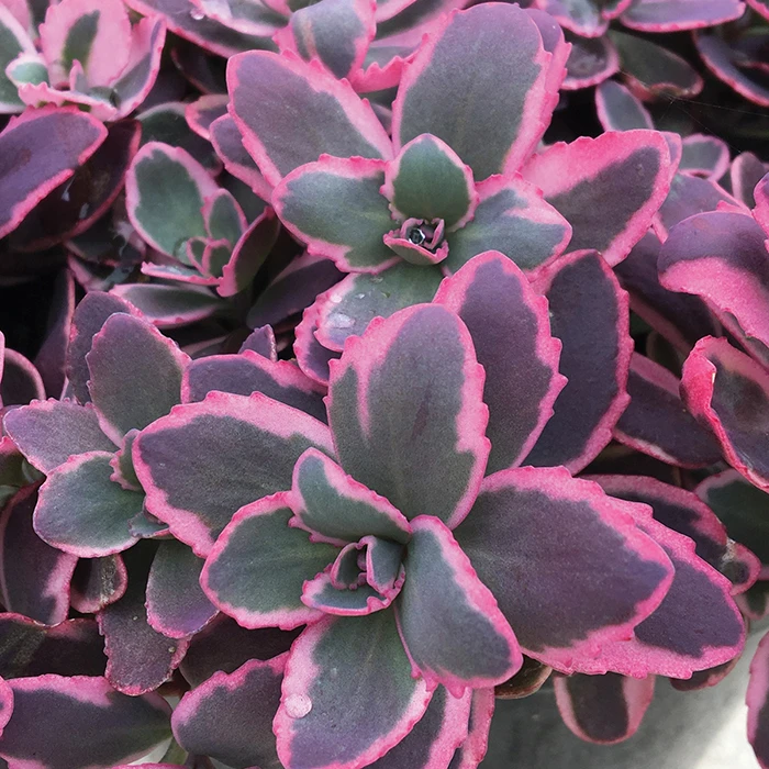 Sunsparkler® 'Dream Dazzler' Sedum 1 Sunsparkler® 'Dream Dazzler' Sedum