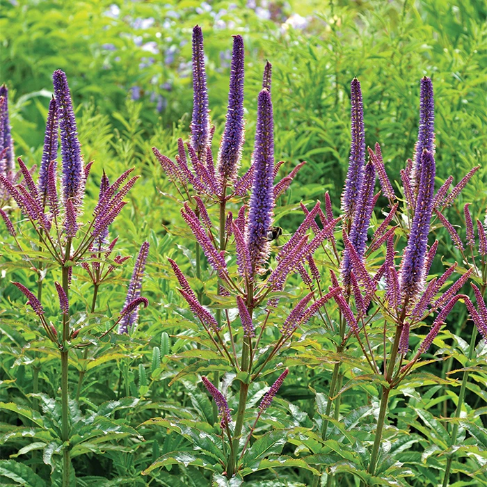 Cupid Veronicastrum 1 Cupid Veronicastrum