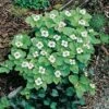 Cornus Canadensis Or Bunchberry