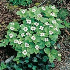 Cornus Canadensis Or Bunchberry