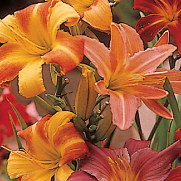Pastel Parfait Daylily Mix 1 Pastel Parfait Daylily Mix