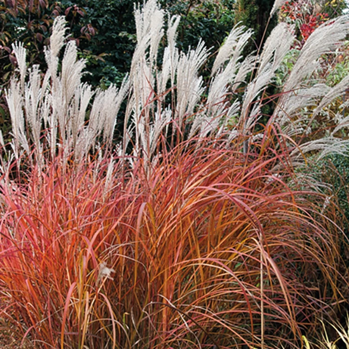 Fire Dragon Maiden Grass 1 Fire Dragon Maiden Grass