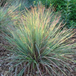 Standing Ovation Little Bluestem
