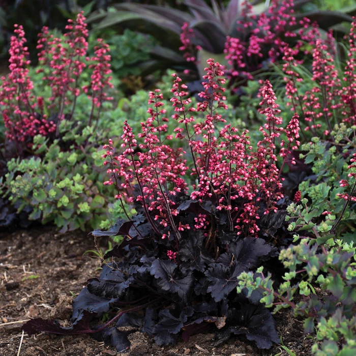 Heuchera Timeless Night 1 Heuchera Timeless Night