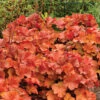 Northern Exposure™ Amber Heuchera