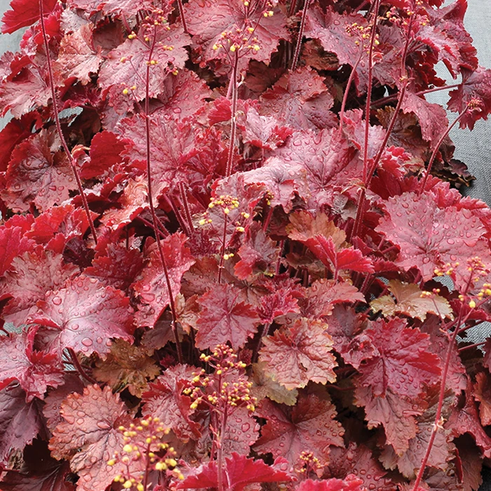 Northern Exposure™ Red Heuchera 1 Northern Exposure™ Red Heuchera