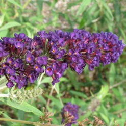 Black Knight Butterfly Bush