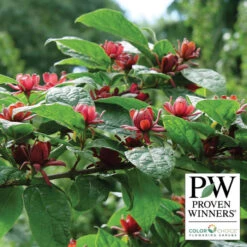 Simply Scentsational® Sweetshrub