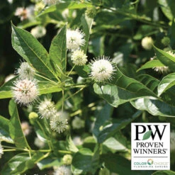 Sugar Shack® Buttonbush