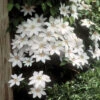 Henryi Clematis
