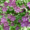Jackmanii Clematis
