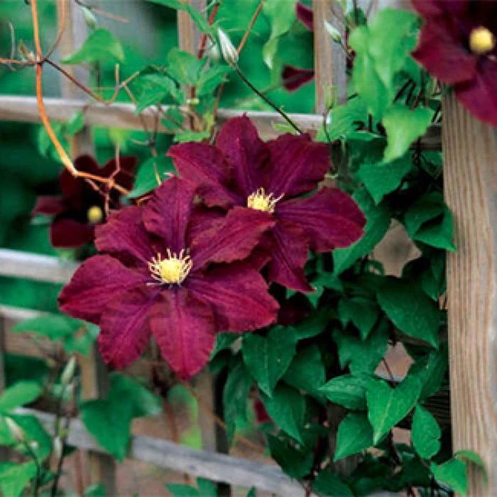 Midnight Showers Clematis 1 Midnight Showers Clematis