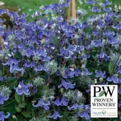 Stand By Me Bush Clematis