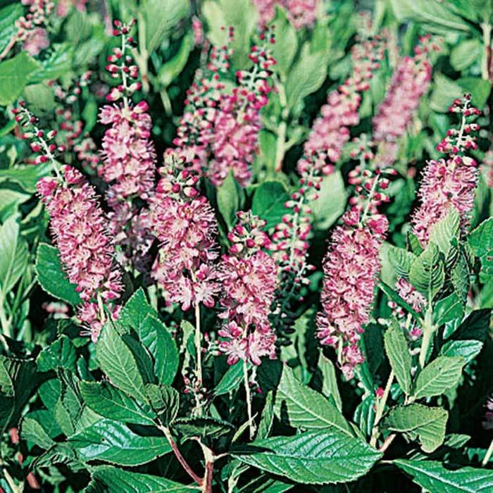 Ruby Spice Summersweet 1 Ruby Spice Summersweet