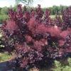 Winecraft Black&reg; Smokebush